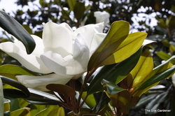 Magnolia grandiflora 'Edith Bogue' — photo 3